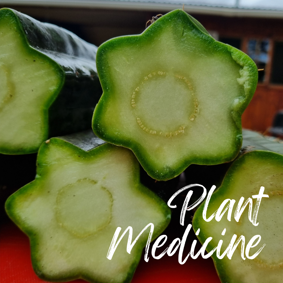 Plant Medicine